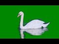 Футаж - Лебедь пьёт воду и чистит крылышки