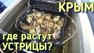 Крым. Всей семьей в бане паримся! Устричная ферма. Готовим мидии. Донузлав. Отдых в Крыму