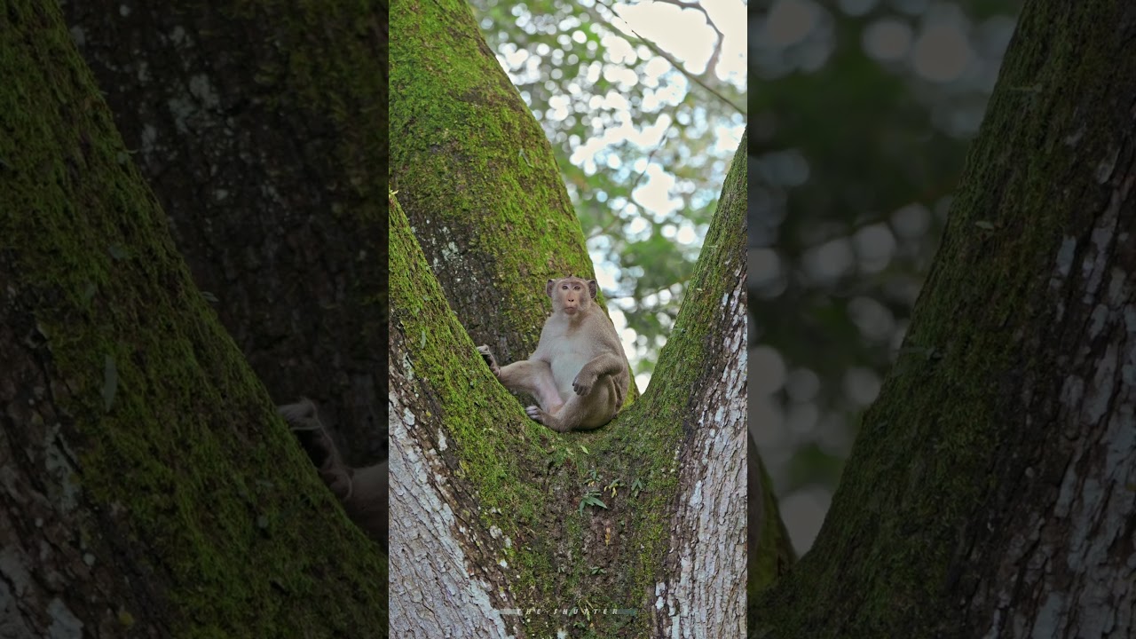 Monkey at Angkor Wat temple