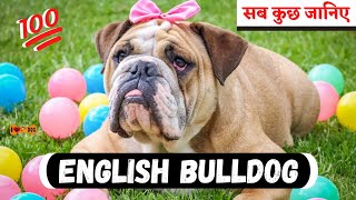 Bulldog Information In Hindi | English Bulldog Facts - I LOVE DOGS by I LOVE DOGS 2,042 views 2 years ago 3 minutes, 57 seconds