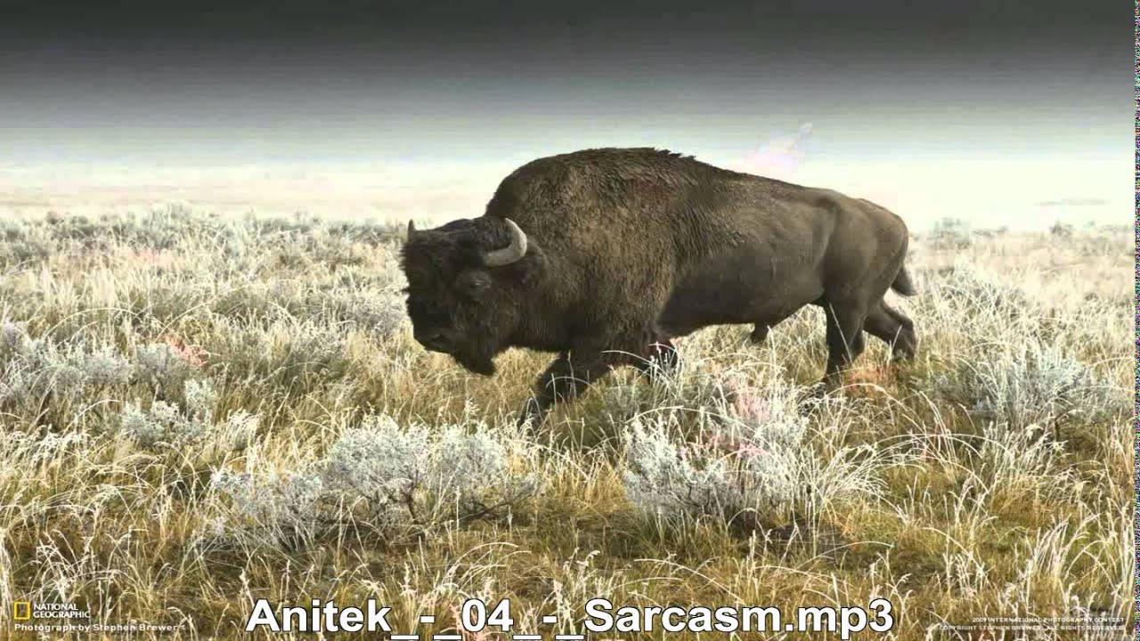 Anitek Sarcasm auf YouTube ansehen Anitek Sarcasm auf YouTube ansehen