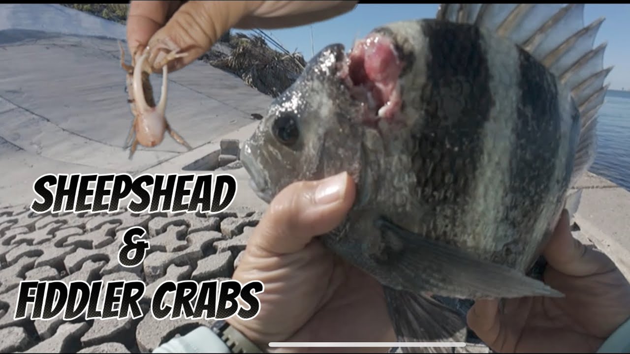Fishing with Shrimp vs Fiddler Crabs
