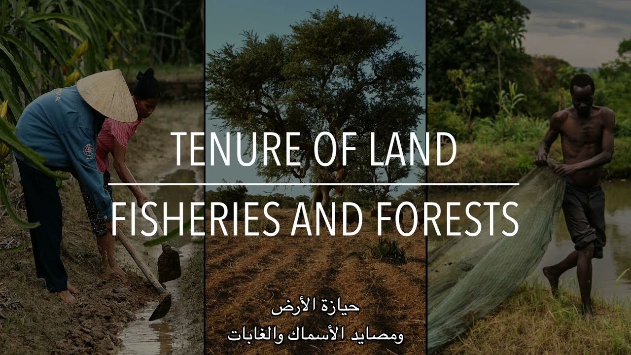 سلسلة السياسات: حيازة الأراضي ومصائد الأسماك والغابات (مع الترجمة)