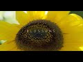 Blossoms - Seattle Harmonic Voices