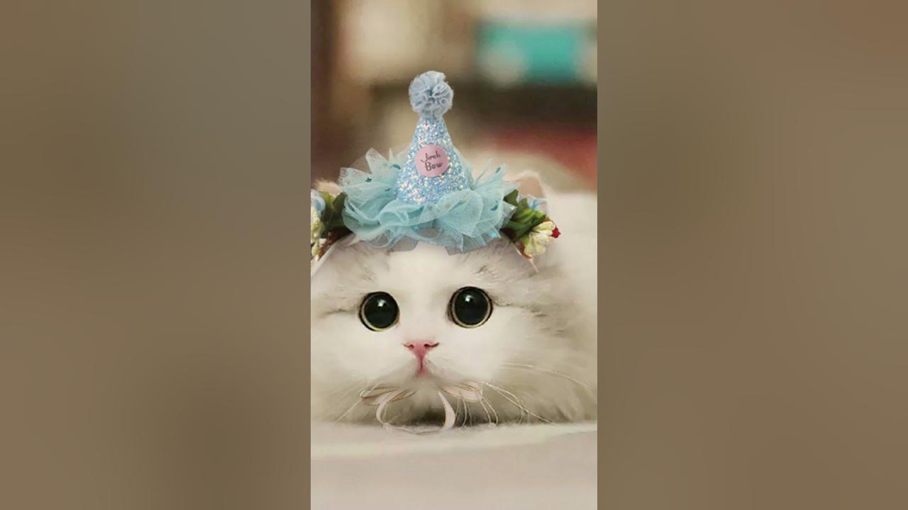 Милі та пухнасті котики. - YouTube