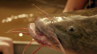 How do Catfish See the World? | Wonders of Life w/ Prof Brian Cox | BBC Earth