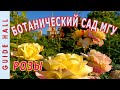 ЛУЧШИЕ СОРТА РОЗЫ, БОТАНИЧЕСКИЙ САД МГУ – повторное цветение роз в августе, любимый розарий Москвы!