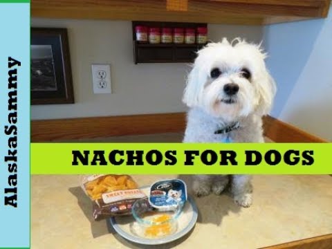 Vídeo: Cães podem comer nachos?