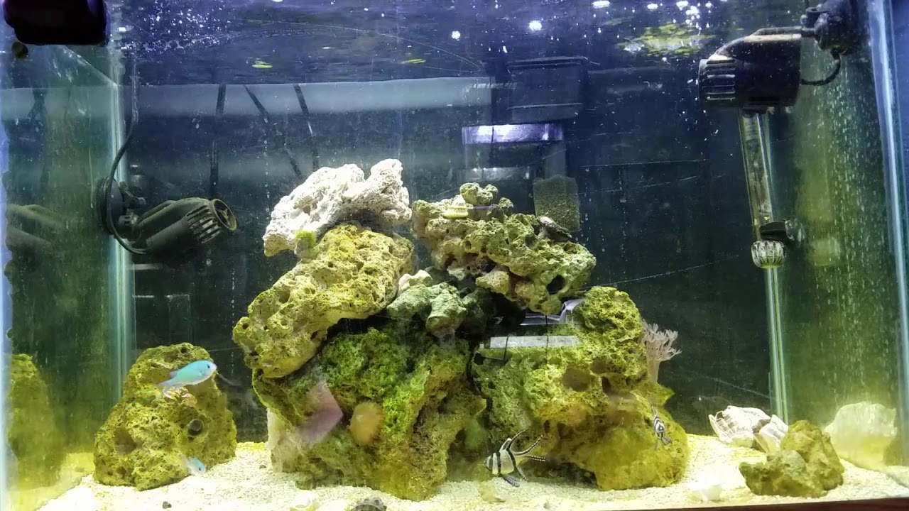 snake oil Just 15 minutes of my reef! enjoy!