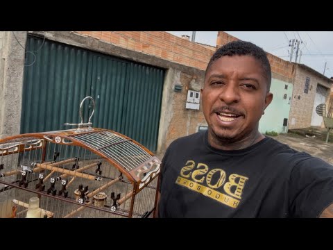 SEU COLEIRO E PAPA CAPIM TUI TUI NÃO SAIU DA MUDA CANTANDO POR CAUSA DISSO Manotom