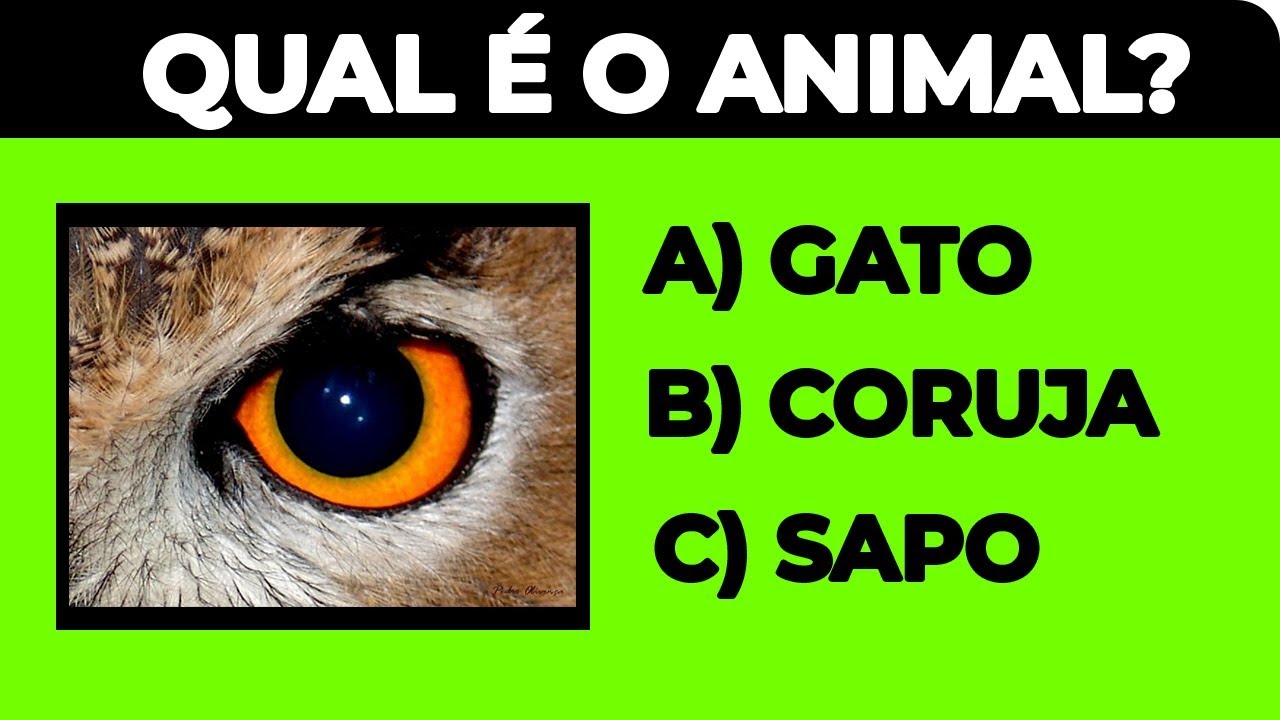 Qual é o nome desses animais? Adivinhe o animal #quiz #animal #animais