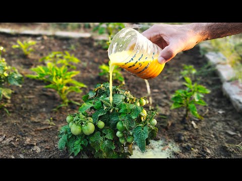 Homemade Plant Spray That Works! Stop Pests & Leaf Fungus with This Simple Mix