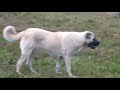 SAȘA!!!FEMELĂ KANGAL!!