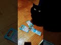 Бонечка и Марсик встретили нас, мы купили им вкусняшек 🤗🥰😺😸