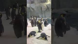 Cute Cute Penguins🐧