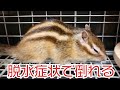 実はシマリスモモさんが脱水症状で倒れていました