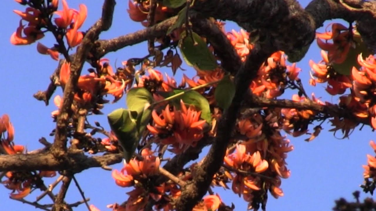 Blossom Headed Parakeet Doi Inthanon Thailand 2012.MTS 