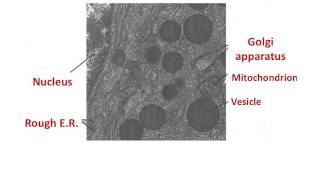 IB Bio Cell Structure, Function Part V