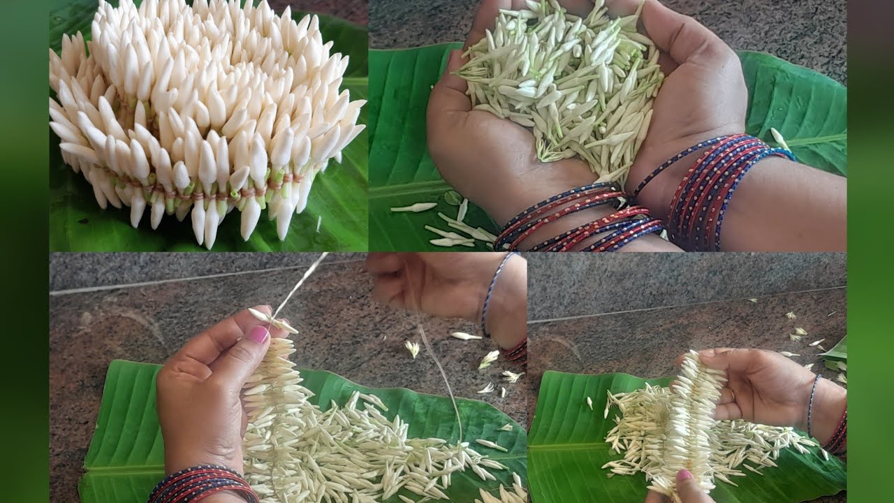 ಮಲ್ಲಿಗೆ ಹೂವನ್ನುಕಟ್ಟಿದಾಗ ಹೂವು ದೂರ ದೂರ ಆಗುತ್ತಿದೆಯಾ? ಹೂವು ಕಟ್ ಆಗುತ್ತಿದೆಯಾ? ಹಾಗಾದರೆ ಈ ವಿಡಿಯೋ ನೋಡಿ...