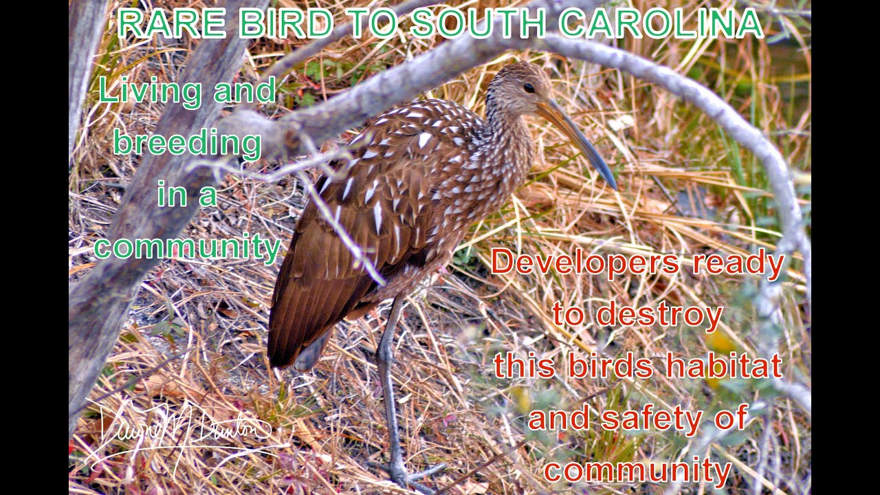 Island Green Documentary