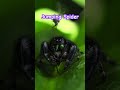 Jumping Spider Tries…. #jumpingspider #macrovideo