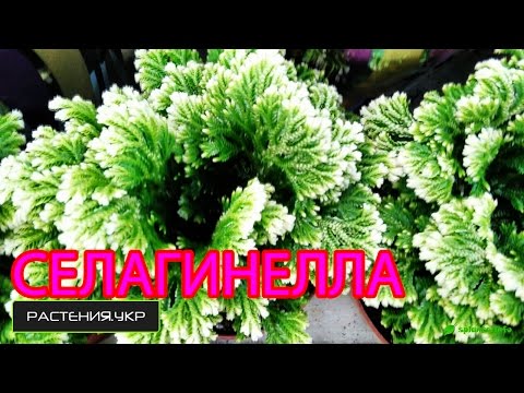 Video: Selaginela Ili Limfoid (Selaginella), Vrste, Uslovi Zadržavanja, Transplantacije I Razmnožavanja