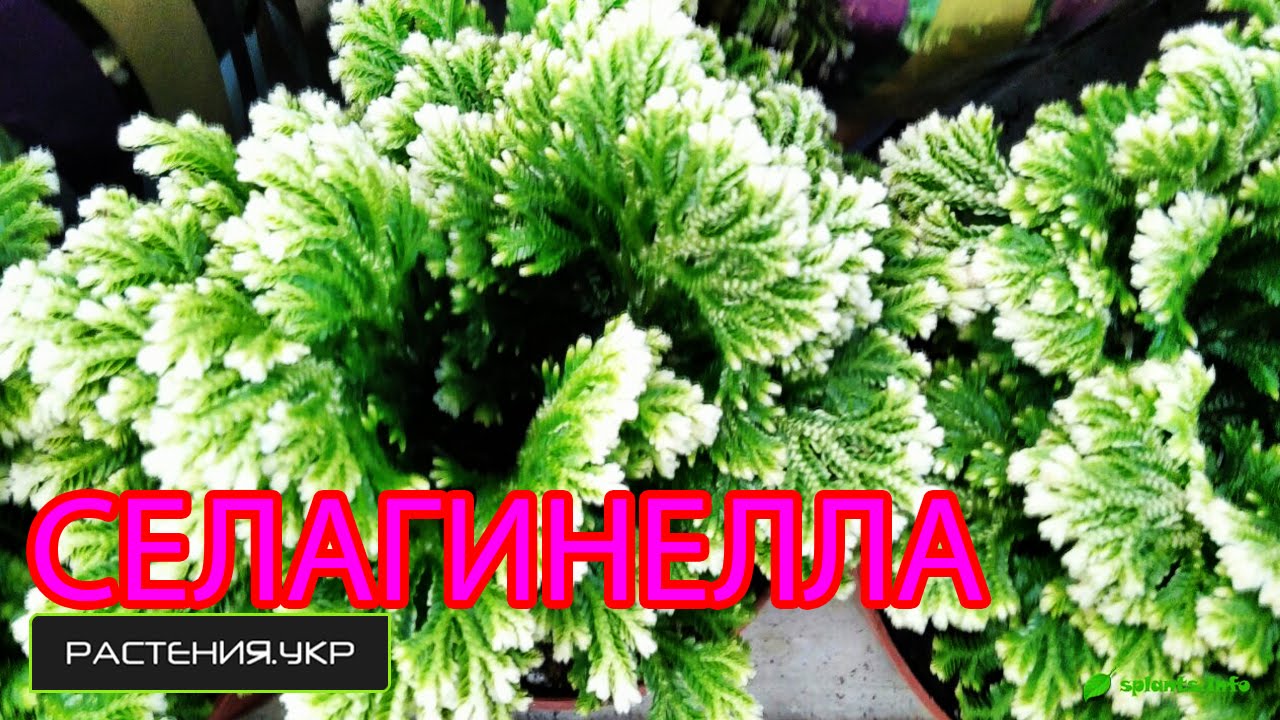 Селагинелла или плаунок / Selaginella or plaunok