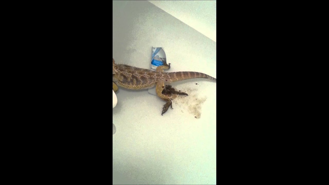 Bearded dragon pooping in water. YouTube