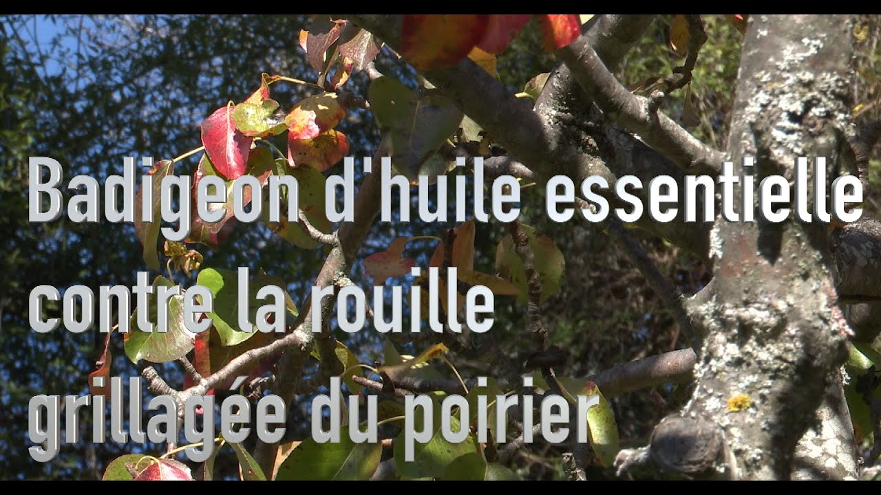 Utiliser les huiles essentielles contre la rouille grillagée du poirier — free download