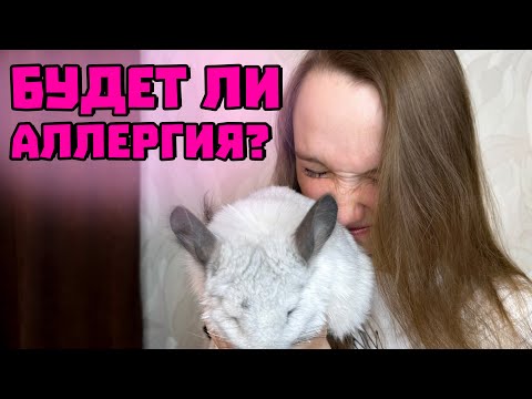 Есть ли на шиншиллу аллергия? | Печальная история наших клиентов