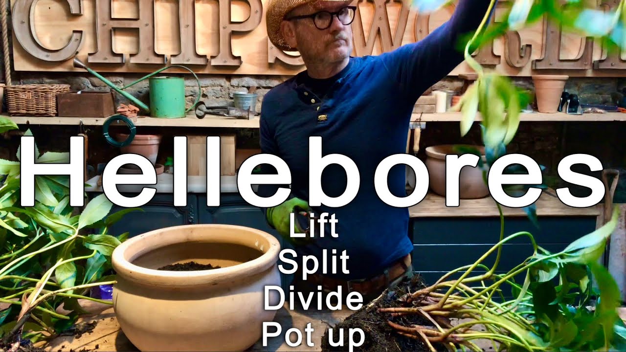 Winter flowers for the Courtyard: Hellebores lift Split & divide into pots 