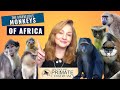 Episode 5 the marvelous monkeys of africa