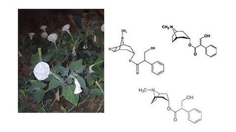 The Pharmacology Of Datura | Mind & Molecule Episode 2