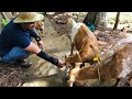 ACTUAL NA PANGANGANAK NG KAMBING | BUHAY PROBINSYA