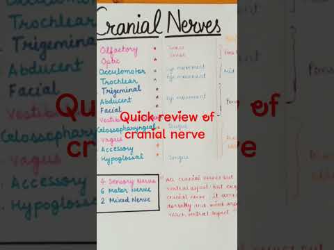 cranial nerves (