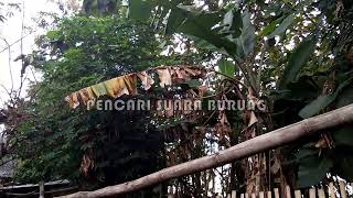 Download Lagu PANCINGAN KENARI 1 JAM FULL SAUT SAUTAN MP3