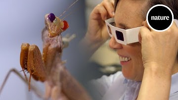 Mantis brains: How to see in 3D