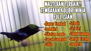 MASTERAN KONIN GACOR FULL TEMBAKAN MATERI MEWAH 100% COCOK BUAT PANCINGAN LOMBA KOLIBRI NINJA