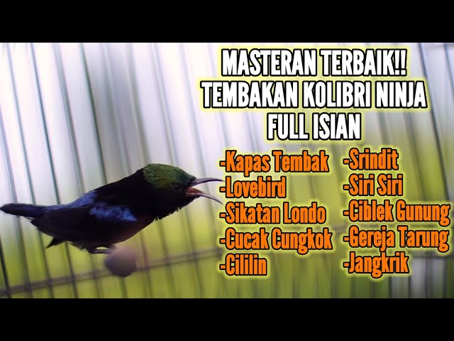 MASTERAN KONIN GACOR FULL TEMBAKAN MATERI MEWAH 100% COCOK BUAT PANCINGAN LOMBA KOLIBRI NINJA class=