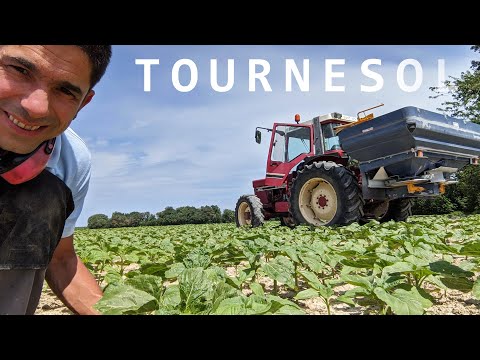 Vidéo: Besoins en engrais pour tournesol : la fertilisation des tournesols est-elle nécessaire ?