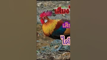 เสียงไก่ป่า ตัวผู้ #เสียงไก่ป่า #เสียงไก่ต่อ #อาเด็กดอย #กดติดตาม