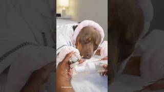 Asmr Satisfying Luxury Dog Spa Transformation Warm Towels & Relaxation