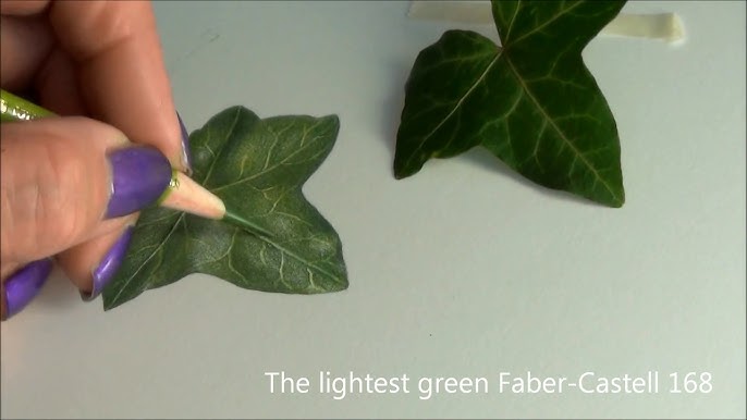 How to Draw an Ivy Leaf 