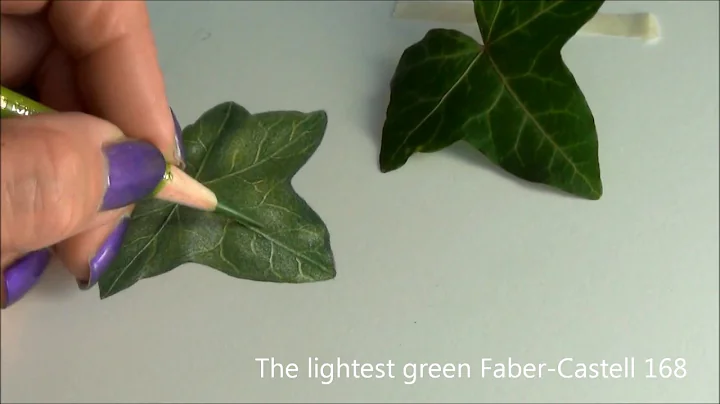 Ivy Leaf Quick Study