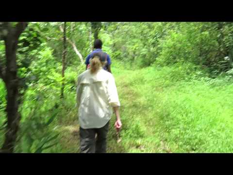 Climbing Mt. Tomanivi (Mt. Victoria), tallest mountain in Fiji