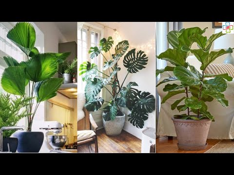 فيديو: منزعج مروحة النخيل Houseplant: كيف تنمو شجرة النخيل تكدرت داخلي