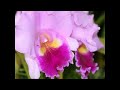 新曲「きれいごと」 岡ゆう子 音遊び