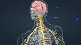 استكشف عالم الجهاز العصبي البشري بدراسة شاملة لوظائفه وتأثيره على الحياة اليومية.Nervous System