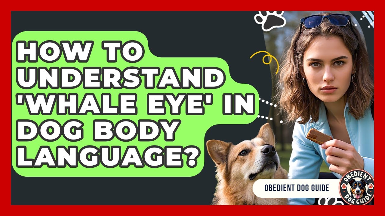 How To Understand 'whale Eye' In Dog Body Language? - Obedient Dog Guide