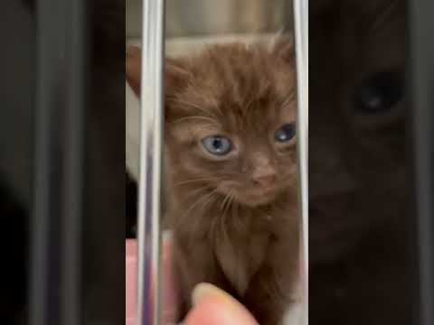 Brown Cat 🥰 | pet | kittens | love